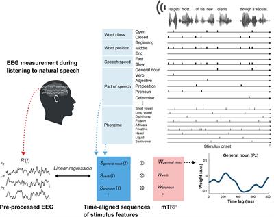 Prediction of Second Language Proficiency Based on Electroencephalographic Signals Measured While Listening to Natural Speech